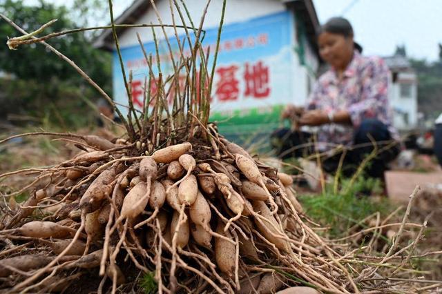 天冬正式纳入药食同源管理 内江中医药大健康产业迎来新机遇