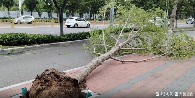 情报站|狂风大作！济宁市洸河路一棵银杏树被连根拔起